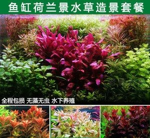 木魚缸養魚搭配圖，選沉木魚缸要點及搭配