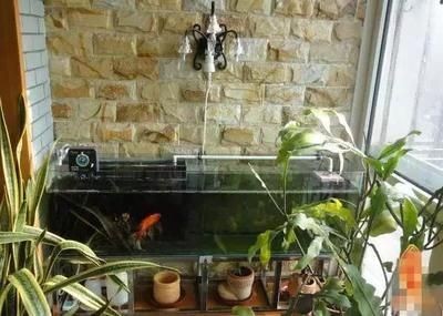 窗臺改魚缸，創意養魚新方式，打造獨特家居