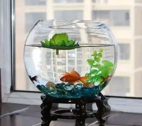 窗臺改魚缸，創意養魚新方式，打造獨特家居