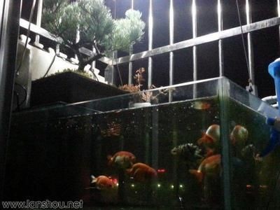窗臺改魚缸，創意養魚新方式，打造獨特家居