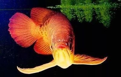 龍魚食欲不振不活潑什么原因造成的呢 龍魚食欲不振不活潑什么原因造成的呢 龍魚百科 第1張