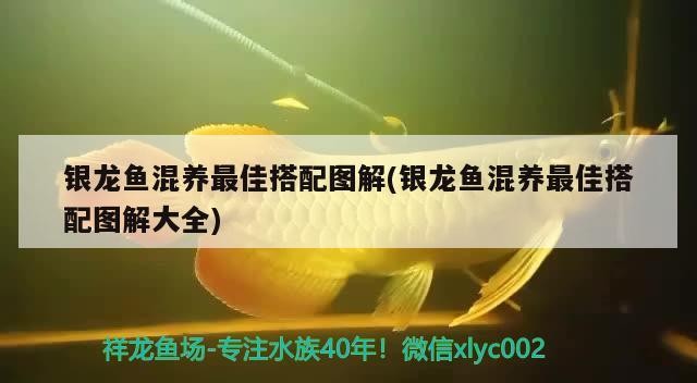 銀龍魚混養最佳搭配圖解(銀龍魚混養最佳搭配圖解大全) 銀龍魚混養最佳搭配圖解(銀龍魚混養最佳搭配圖解大全) 銀龍魚百科