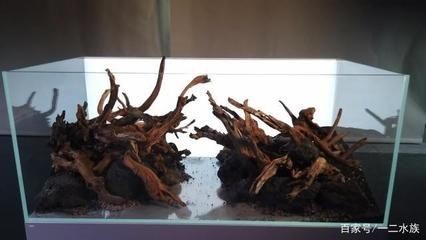 沉木景觀魚缸：沉木在魚缸中的作用，沉木景觀魚缸，探秘沉木在魚缸生態與造