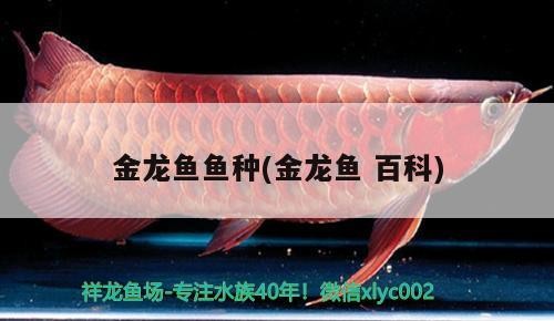 金龍魚魚種(金龍魚百科)龍魚魚種全解析，品種特性、養(yǎng)殖要點與市場