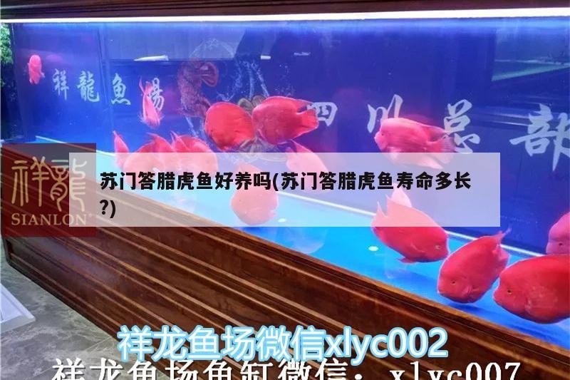 蘇門答臘虎魚好養嗎(蘇門答臘虎魚壽命多長?)門答臘虎魚好養嗎？壽命多長？飼養