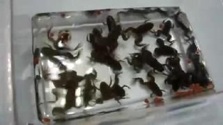 金龍魚吃什么昆蟲好，龍魚愛吃啥昆蟲？蟋蟀、蝗蟲等喂食要點
