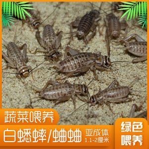 金龍魚吃什么昆蟲好，龍魚愛吃啥昆蟲？蟋蟀、蝗蟲等喂食要點