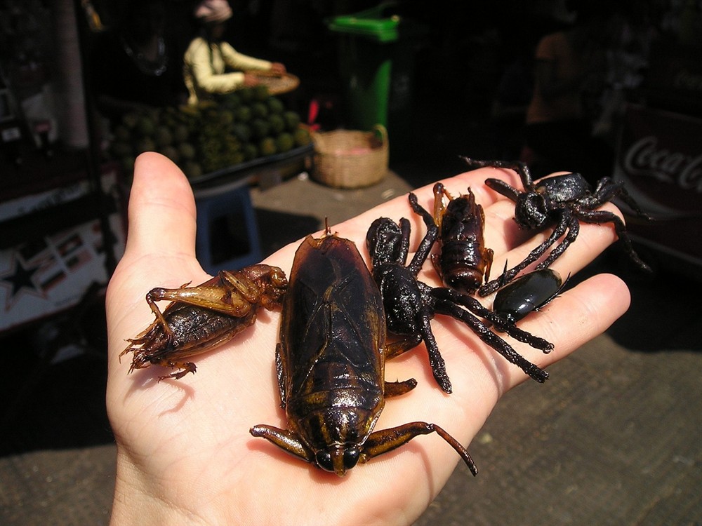 現在喂血紅蟲給虎魚吃了兩條虎魚都開口吃了，紅蟲投喂奏效，兩條虎魚 現在喂血紅蟲給虎魚吃了兩條虎魚都開口吃了，紅蟲投喂奏效，兩條虎魚 虎魚百科 第1張