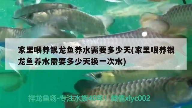 家里喂養銀龍魚養水需要多少天(家里喂養銀龍魚養水需要多少天換一次水)喂養銀龍魚，養水需幾天？換水頻率又該咋