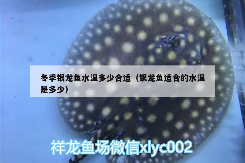 冬季銀龍魚水溫多少合適（銀龍魚適合的水溫是多少）銀龍魚水溫多少合適？適宜溫度