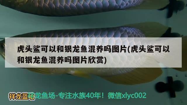 虎頭鯊可以和銀龍魚混養嗎圖片(虎頭鯊可以和銀龍魚混養嗎圖片欣賞)頭鯊與銀龍魚能否混養？高清圖片及混