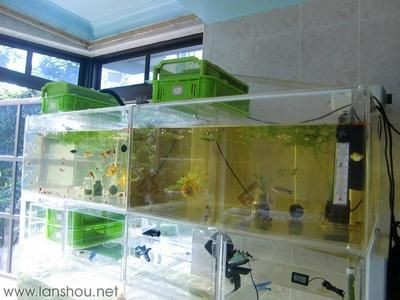 超市魚缸養魚技術要求視頻：超市魚缸養魚技術視頻，魚缸養魚技術要求詳解視頻，掌握超市魚缸養魚關鍵技術