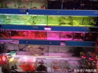 超市魚缸養魚技術要求視頻：超市魚缸養魚技術視頻，魚缸養魚技術要求詳解視頻，掌握超市魚缸養魚關鍵技術