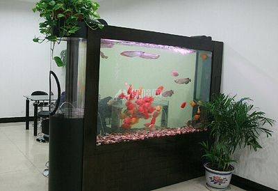 超市魚缸養魚技術要求視頻：超市魚缸養魚技術視頻，魚缸養魚技術要求詳解視頻，掌握超市魚缸養魚關鍵技術