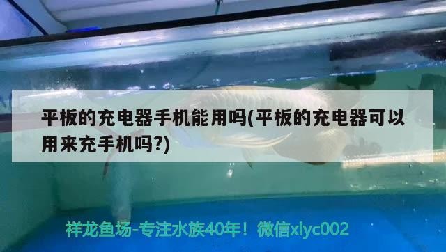 平板的充電器手機能用嗎(平板的充電器可以用來充手機嗎？)充電器能否充手機？功率適配、接口匹配等關鍵因素全