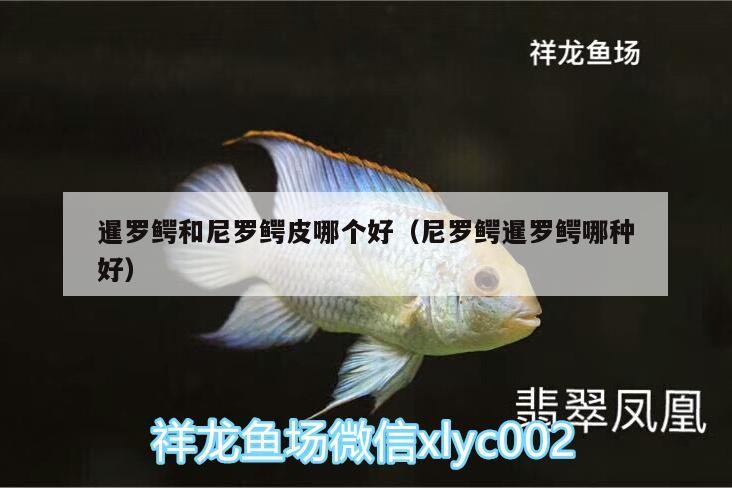暹羅鱷和尼羅鱷皮哪個好（尼羅鱷暹羅鱷哪種好）羅鱷與尼羅鱷皮大比拼，究竟哪個更好？