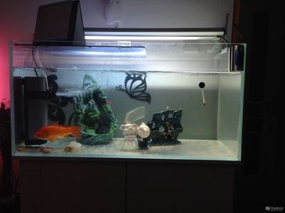出售二手魚缸去哪個網站賣：個人二手魚缸出售平臺，魚缸出售攻略，精選個人二手魚缸最佳