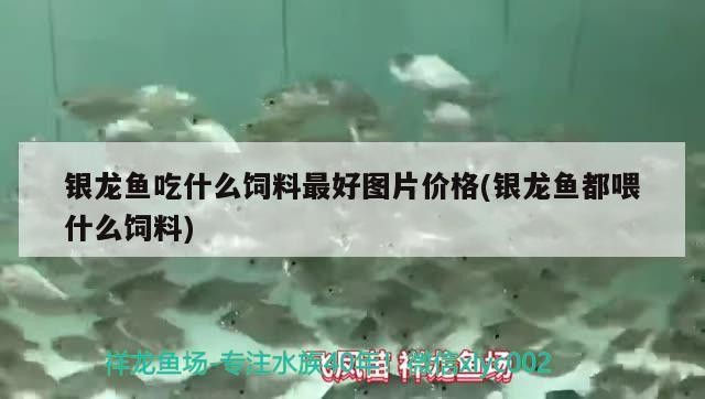 銀龍魚吃什么飼料最好圖片價格(銀龍魚都喂什么飼料)龍魚最佳飼料推薦，圖片展示與價格解析，全面指南 銀龍魚吃什么飼料最好圖片價格(銀龍魚都喂什么飼料)龍魚最佳飼料推薦，圖片展示與價格解析，全面指南 銀龍魚百科