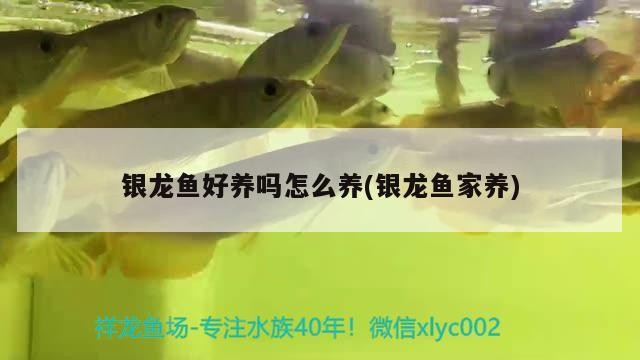銀龍魚好養嗎怎么養(銀龍魚家養)龍魚家養難度解析，好養嗎？飼養方法及