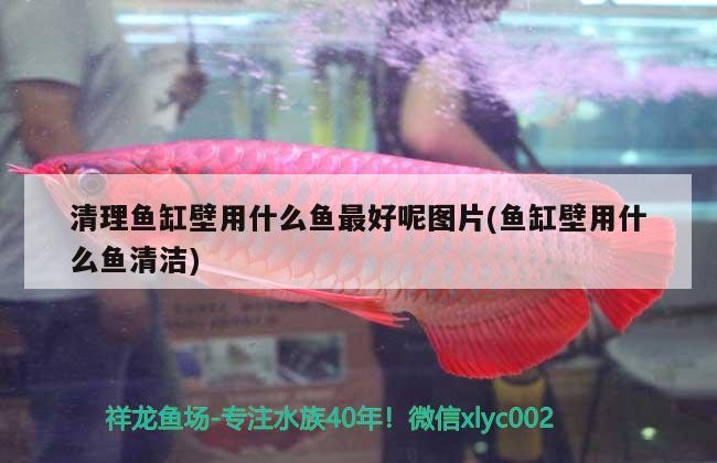清理魚缸壁用什么魚最好呢圖片(魚缸壁用什么魚清潔)壁清潔之選，哪種魚清理效果最佳？附圖片參考