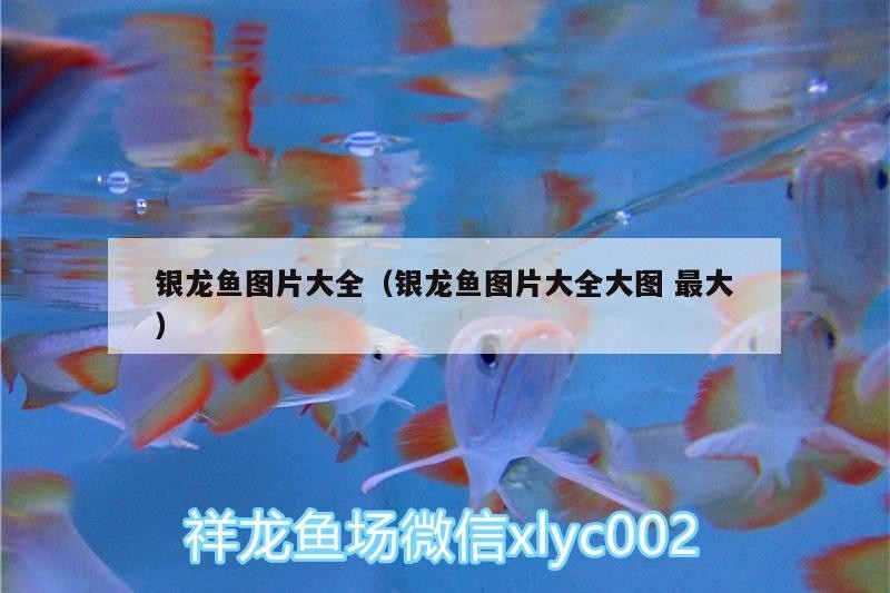 銀龍魚圖片大全（銀龍魚圖片大全大圖最大）龍魚圖片大全，高清大圖，領(lǐng)略銀龍魚獨特魅力