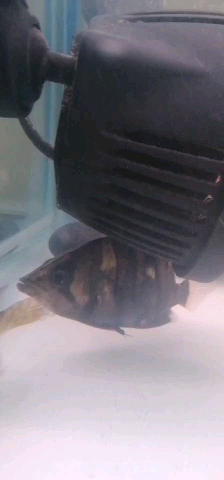 四紋包脖包肚虎魚紋路不清，紋包脖包肚虎魚紋路模糊不清，是何 四紋包脖包肚虎魚紋路不清，紋包脖包肚虎魚紋路模糊不清，是何 虎魚百科 第1張