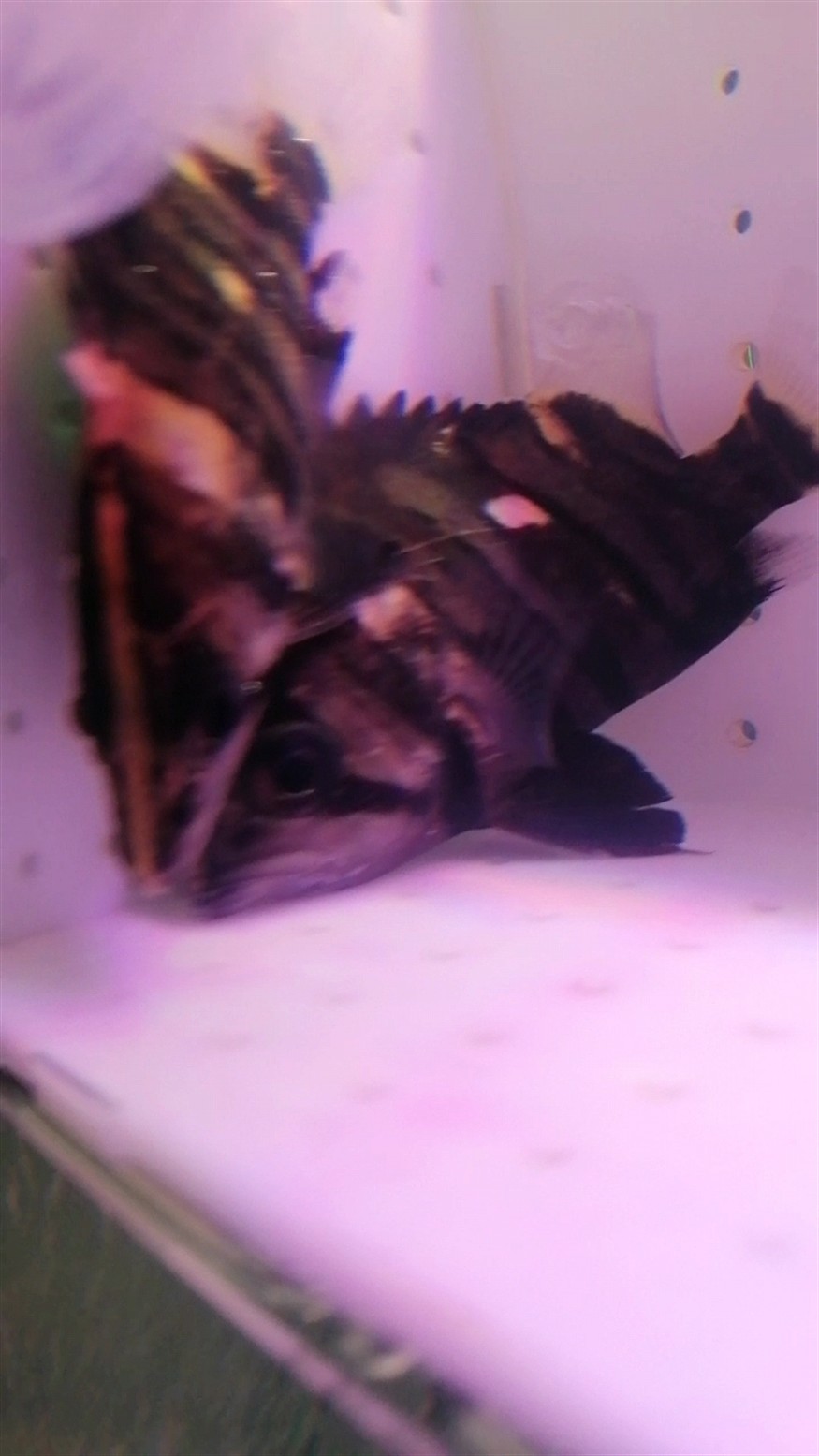 四紋包脖包肚虎魚紋路不清，紋包脖包肚虎魚紋路模糊不清，是何 四紋包脖包肚虎魚紋路不清，紋包脖包肚虎魚紋路模糊不清，是何 虎魚百科 第2張