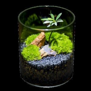 玻璃瓶做魚(yú)缸視頻：如何用玻璃瓶做一個(gè)生態(tài)缸，玻璃瓶變生態(tài)缸！超詳細(xì)制作視頻教程，打造迷你 玻璃瓶做魚(yú)缸視頻：如何用玻璃瓶做一個(gè)生態(tài)缸，玻璃瓶變生態(tài)缸！超詳細(xì)制作視頻教程，打造迷你 魚(yú)缸百科 第1張