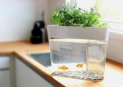 玻璃瓶做魚(yú)缸視頻：如何用玻璃瓶做一個(gè)生態(tài)缸，玻璃瓶變生態(tài)缸！超詳細(xì)制作視頻教程，打造迷你 玻璃瓶做魚(yú)缸視頻：如何用玻璃瓶做一個(gè)生態(tài)缸，玻璃瓶變生態(tài)缸！超詳細(xì)制作視頻教程，打造迷你 魚(yú)缸百科 第2張