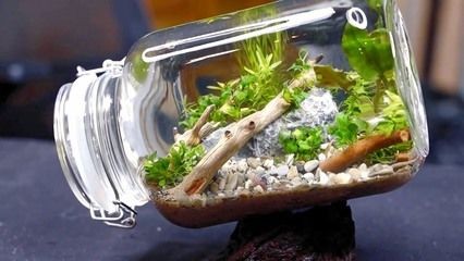 玻璃瓶做魚(yú)缸視頻：如何用玻璃瓶做一個(gè)生態(tài)缸，玻璃瓶變生態(tài)缸！超詳細(xì)制作視頻教程，打造迷你 玻璃瓶做魚(yú)缸視頻：如何用玻璃瓶做一個(gè)生態(tài)缸，玻璃瓶變生態(tài)缸！超詳細(xì)制作視頻教程，打造迷你 魚(yú)缸百科 第3張
