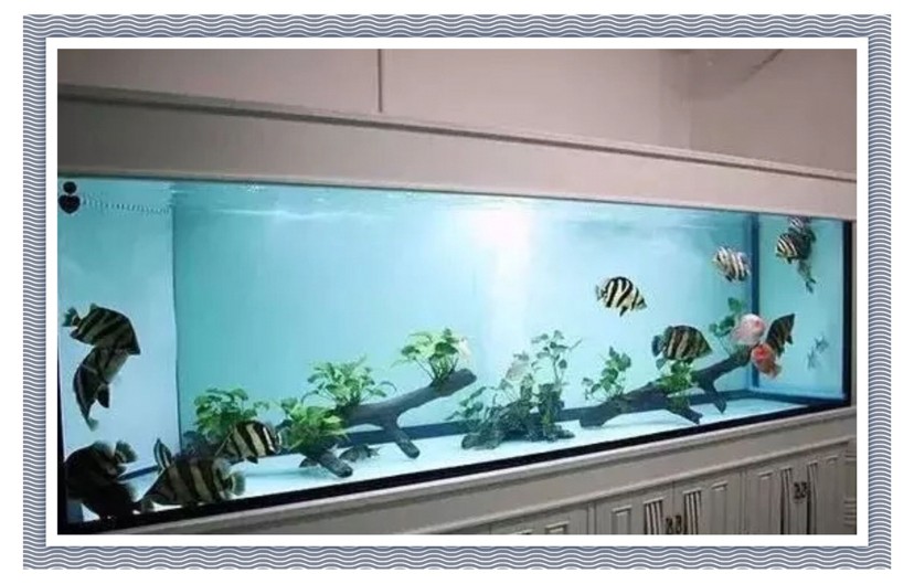 飼養(yǎng)、混養(yǎng)虎魚這五點你必須知道，飼養(yǎng)混養(yǎng)虎魚關(guān)鍵，這五點你必須要知道！ 飼養(yǎng)、混養(yǎng)虎魚這五點你必須知道，飼養(yǎng)混養(yǎng)虎魚關(guān)鍵，這五點你必須要知道！ 虎魚百科 第2張