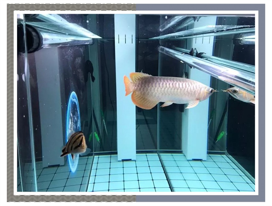 飼養(yǎng)、混養(yǎng)虎魚這五點你必須知道，飼養(yǎng)混養(yǎng)虎魚關(guān)鍵，這五點你必須要知道！ 飼養(yǎng)、混養(yǎng)虎魚這五點你必須知道，飼養(yǎng)混養(yǎng)虎魚關(guān)鍵，這五點你必須要知道！ 虎魚百科 第4張
