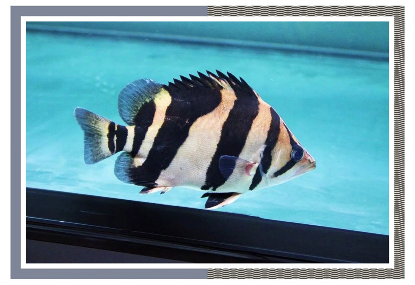 飼養(yǎng)、混養(yǎng)虎魚這五點你必須知道，飼養(yǎng)混養(yǎng)虎魚關(guān)鍵，這五點你必須要知道！ 飼養(yǎng)、混養(yǎng)虎魚這五點你必須知道，飼養(yǎng)混養(yǎng)虎魚關(guān)鍵，這五點你必須要知道！ 虎魚百科 第6張