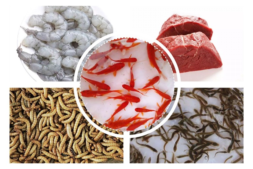 飼養(yǎng)、混養(yǎng)虎魚這五點你必須知道，飼養(yǎng)混養(yǎng)虎魚關(guān)鍵，這五點你必須要知道！ 飼養(yǎng)、混養(yǎng)虎魚這五點你必須知道，飼養(yǎng)混養(yǎng)虎魚關(guān)鍵，這五點你必須要知道！ 虎魚百科 第8張