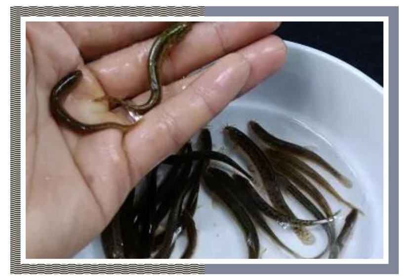 飼養(yǎng)、混養(yǎng)虎魚這五點你必須知道，飼養(yǎng)混養(yǎng)虎魚關(guān)鍵，這五點你必須要知道！ 飼養(yǎng)、混養(yǎng)虎魚這五點你必須知道，飼養(yǎng)混養(yǎng)虎魚關(guān)鍵，這五點你必須要知道！ 虎魚百科 第12張