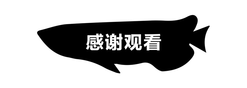 飼養(yǎng)、混養(yǎng)虎魚這五點你必須知道，飼養(yǎng)混養(yǎng)虎魚關(guān)鍵，這五點你必須要知道！ 飼養(yǎng)、混養(yǎng)虎魚這五點你必須知道，飼養(yǎng)混養(yǎng)虎魚關(guān)鍵，這五點你必須要知道！ 虎魚百科 第13張