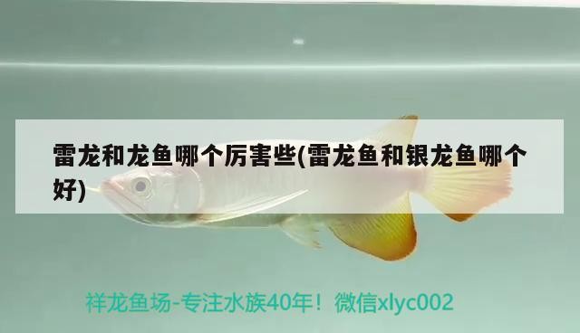 雷龍和龍魚哪個厲害些(雷龍魚和銀龍魚哪個好)龍魚與銀龍魚誰更厲害？二者對比優劣及