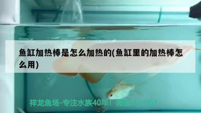 觀賞魚 魚缸加熱棒是怎么加熱的(魚缸里的加熱棒怎么用)加熱棒工作原理及使用方法詳解,助你 銀龍魚百科 魚缸加熱棒是怎么加熱的(魚缸里的加熱棒怎么用)加熱棒工作原理及使用方法詳解,助你 魚缸加熱棒是怎么加熱的(魚缸里的加熱棒怎么用)加熱棒工作原理及使用方法詳解,助你 銀龍魚百科