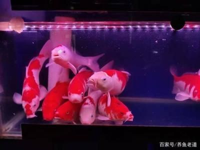 1米8的魚缸養幾條魚好，米 8 魚缸養幾條魚合適？數量與品種