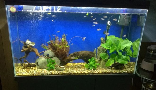 1米8的魚缸養幾條魚好，米 8 魚缸養幾條魚合適？數量與品種