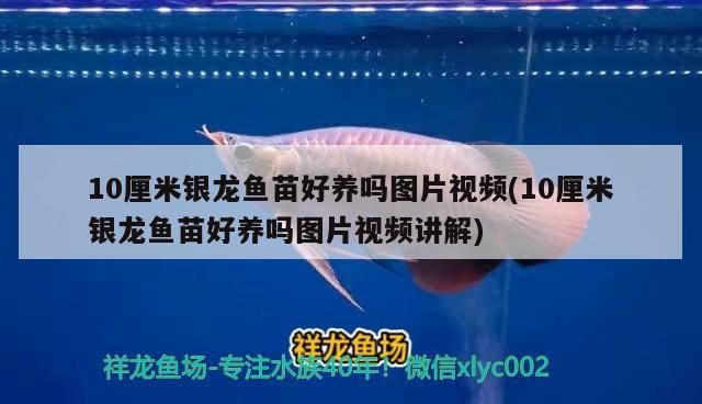 10厘米銀龍魚苗好養(yǎng)嗎圖片視頻(10厘米銀龍魚苗好養(yǎng)嗎圖片視頻講解)0厘米銀龍魚苗好養(yǎng)嗎？圖片視頻全解析，養(yǎng)殖要點及注意事項詳解