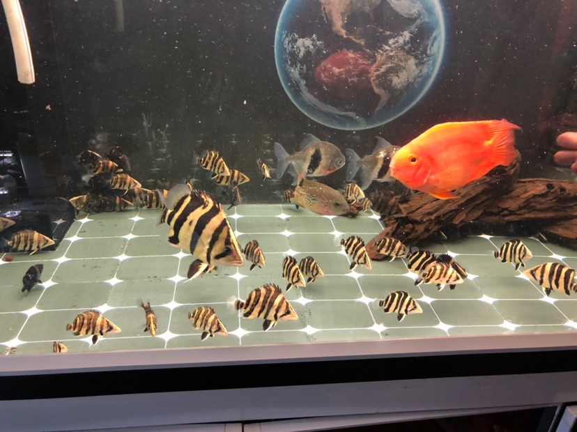 虎魚蘇虎苗養殖，虎苗養殖全攻略，虎魚培育技巧與環境管理要點
