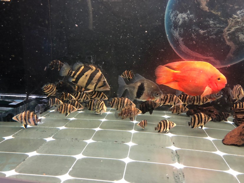 虎魚蘇虎苗養殖，虎苗養殖全攻略，虎魚培育技巧與環境管理要點