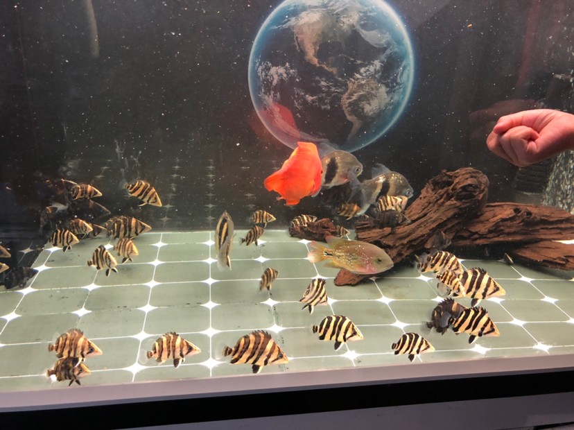虎魚蘇虎苗養殖，虎苗養殖全攻略，虎魚培育技巧與環境管理要點
