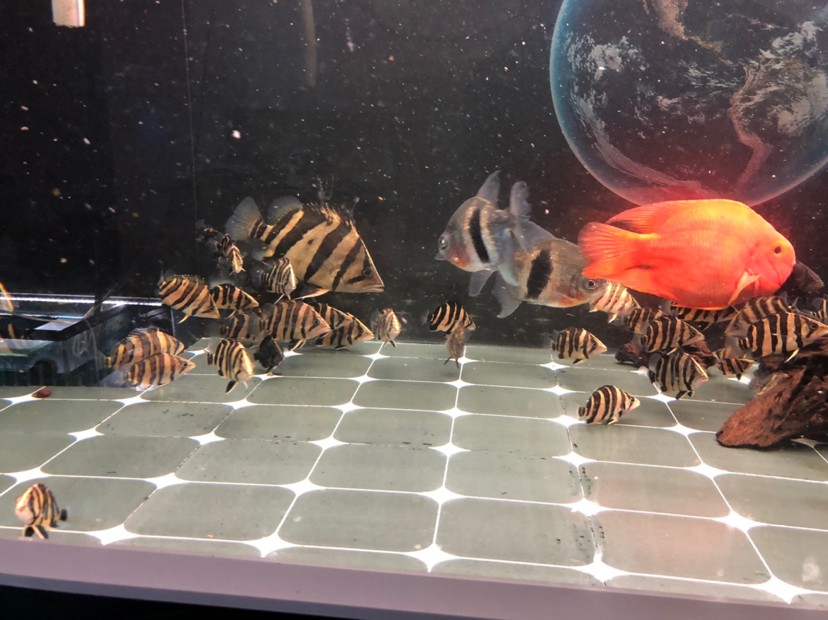 虎魚蘇虎苗養殖，虎苗養殖全攻略，虎魚培育技巧與環境管理要點
