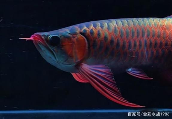 龍魚趴缸人一過去就起來吃食正常，關于龍魚趴缸的詳細分析，魚趴缸人近即食正常，其趴缸原因及應對 龍魚趴缸人一過去就起來吃食正常，關于龍魚趴缸的詳細分析，魚趴缸人近即食正常，其趴缸原因及應對 龍魚百科 第2張