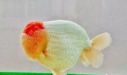 半圓柱形魚缸濾材的放置方法：半圓柱形魚缸濾材的選擇與擺放魚缸濾材的選擇與擺放，圓柱形魚缸濾材選擇與擺放方法，打造優質水環境 半圓柱形魚缸濾材的放置方法：半圓柱形魚缸濾材的選擇與擺放魚缸濾材的選擇與擺放，圓柱形魚缸濾材選擇與擺放方法，打造優質水環境 魚缸百科 第1張