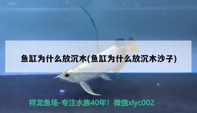 魚缸為什么放沉木(魚缸為什么放沉木沙子)放沉木及沙子原因揭秘，對水質(zhì)生態(tài)有何重要影響