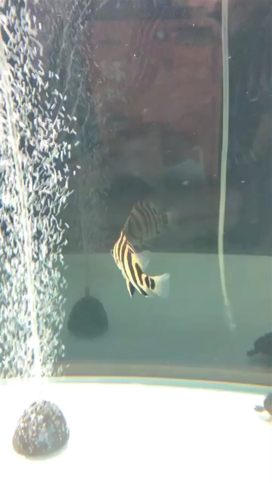 虎魚新成員，虎魚新成員登場，探秘其獨特魅力與養殖要點 虎魚新成員，虎魚新成員登場，探秘其獨特魅力與養殖要點 虎魚百科 第1張
