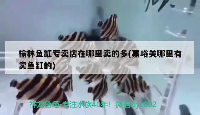 榆林魚缸專賣店在哪里賣的多(嘉峪關哪里有賣魚缸的)林嘉峪關魚缸專賣店位置及銷售 榆林魚缸專賣店在哪里賣的多(嘉峪關哪里有賣魚缸的)林嘉峪關魚缸專賣店位置及銷售 銀龍魚百科